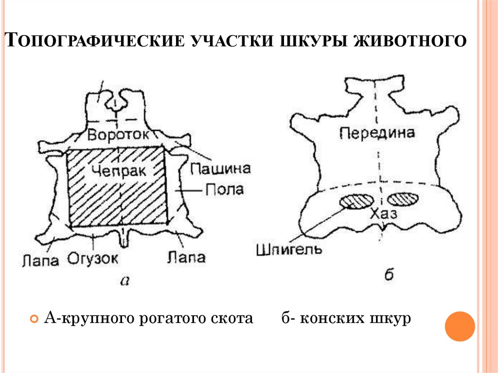 Топографические участки шкуры животного