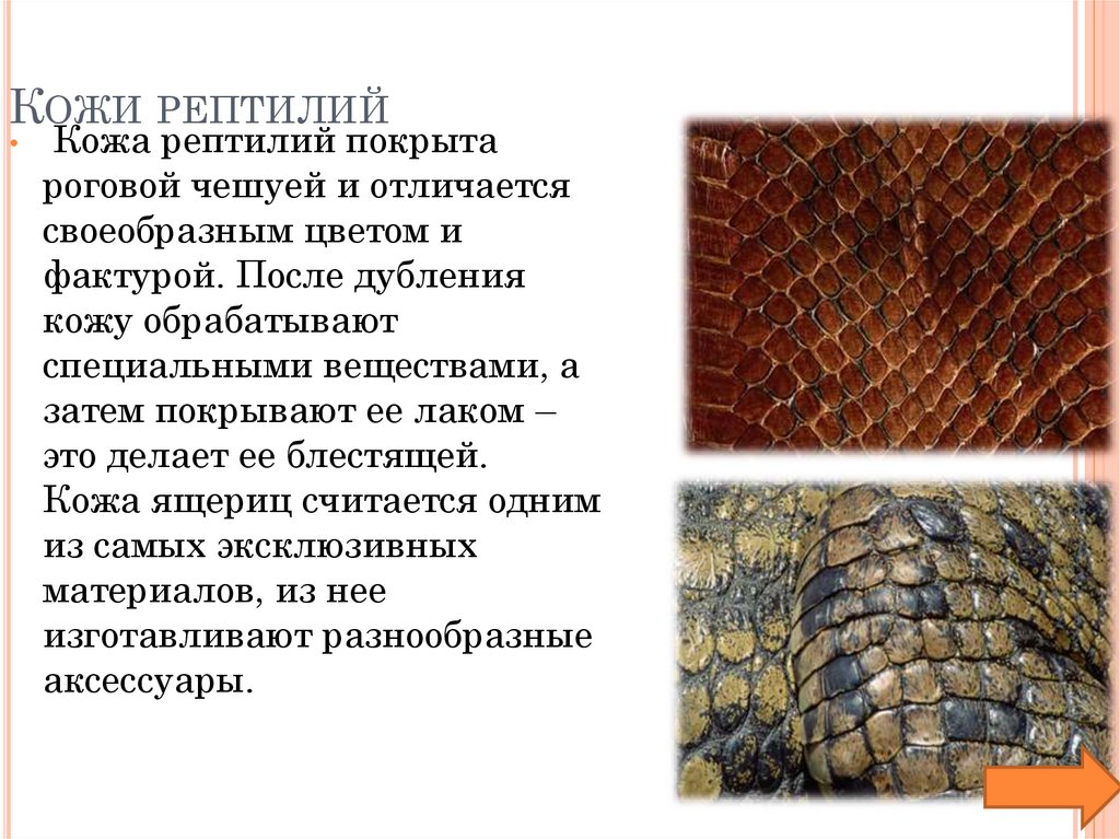 Кожи рептилий