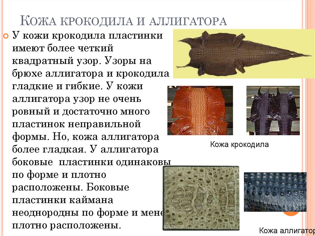 Кожа крокодила и аллигатора