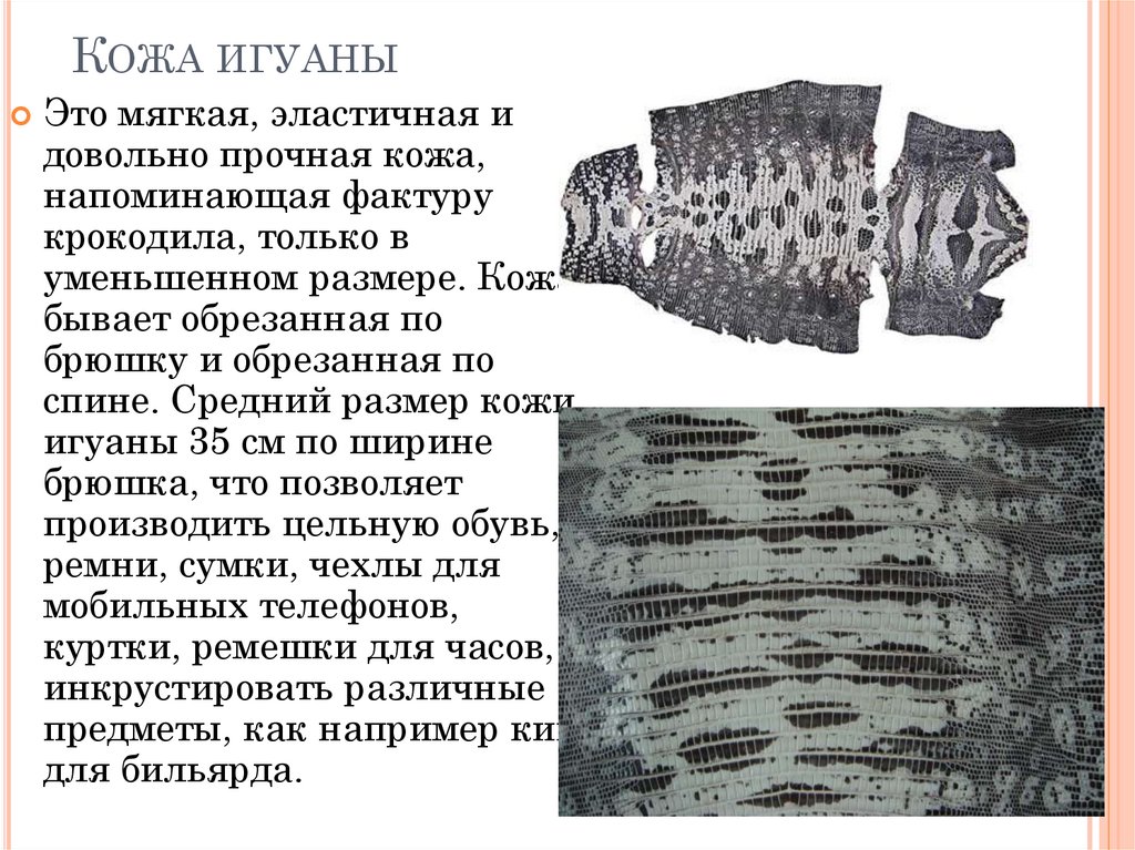 Кожа игуаны