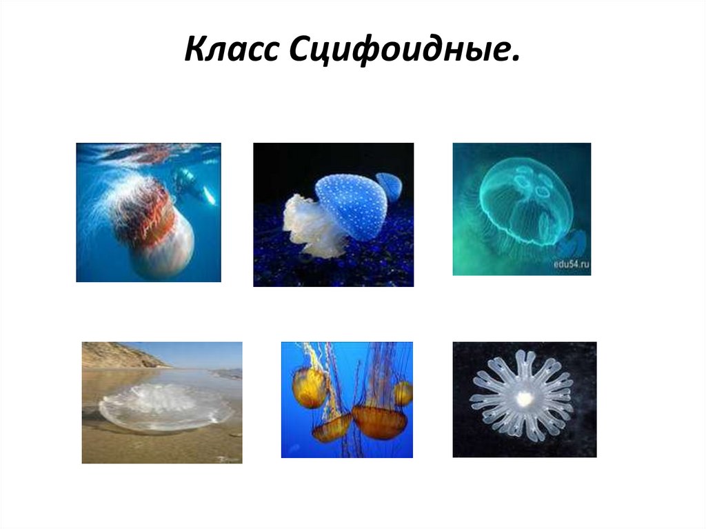 Класс Сцифоидные.