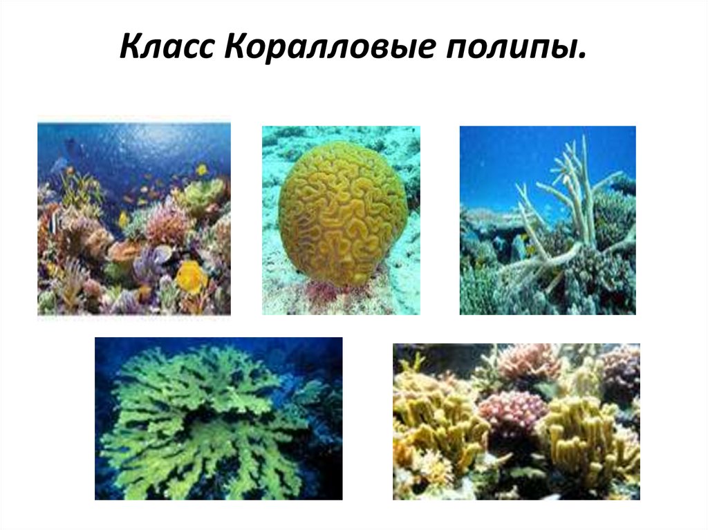 Класс Коралловые полипы.