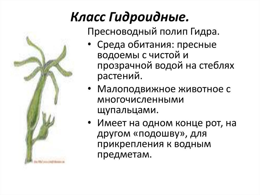 Класс Гидроидные.