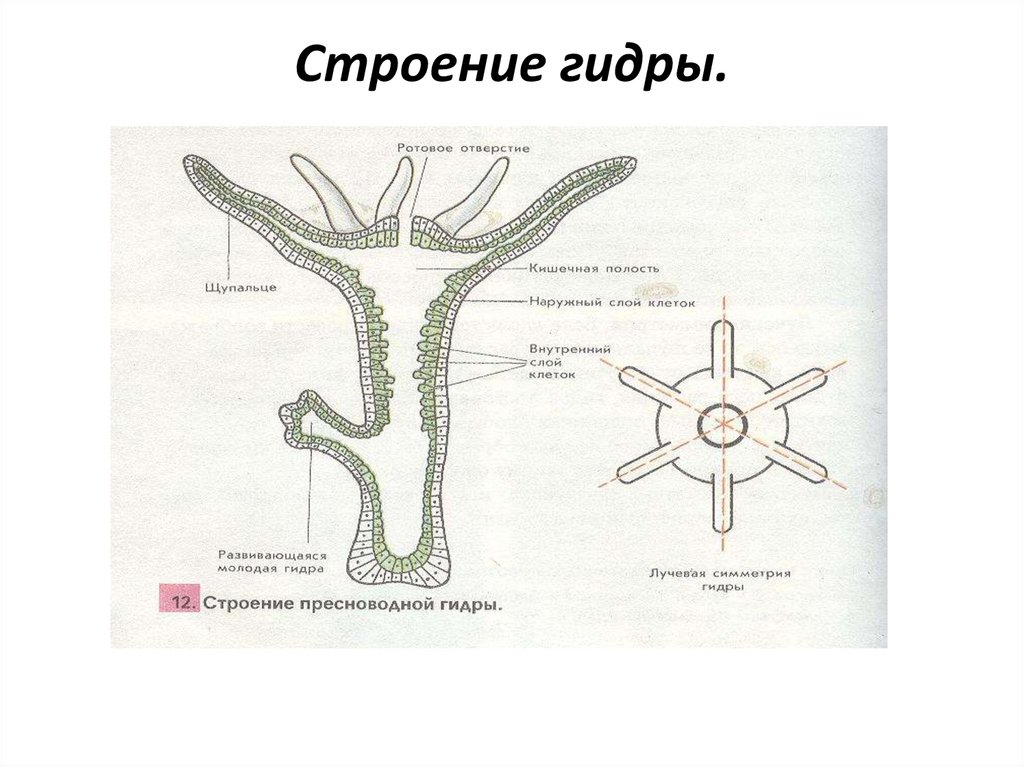 Строение гидры.