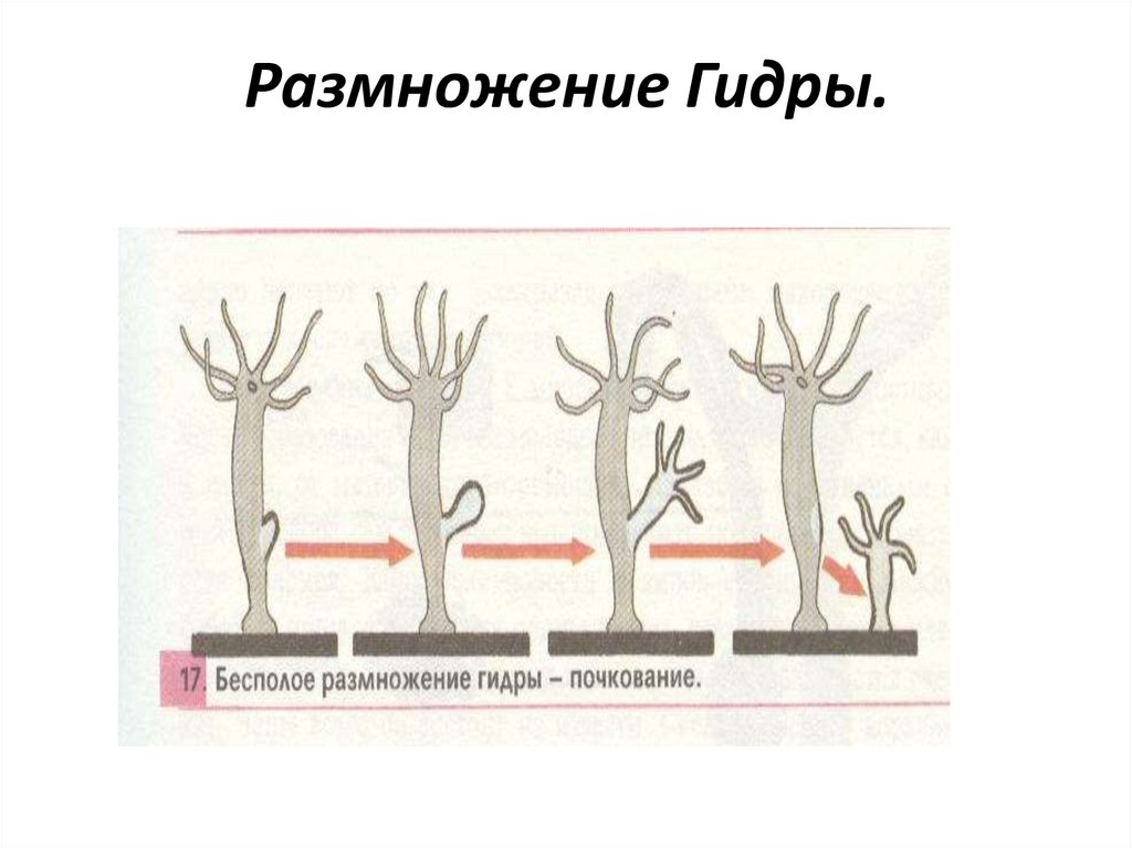 Размножение Гидры.