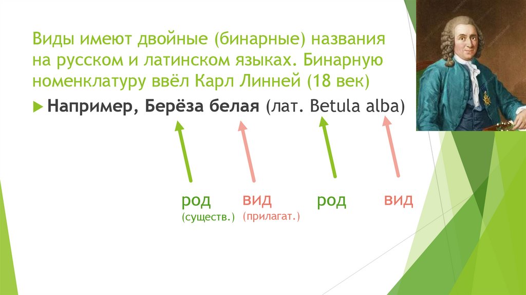 Виды имеют двойные (бинарные) названия на русском и латинском языках. Бинарную номенклатуру ввёл Карл Линней (18 век)