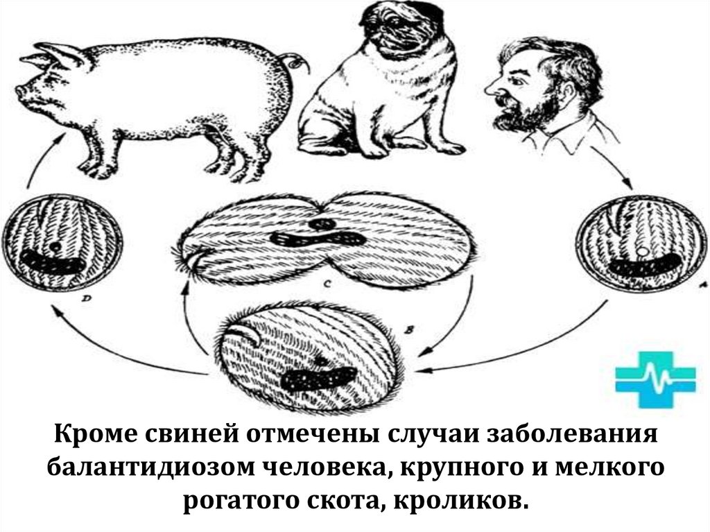 Кроме свиней отмечены случаи заболевания балантидиозом человека, крупного и мелкого рогатого скота, кроликов.