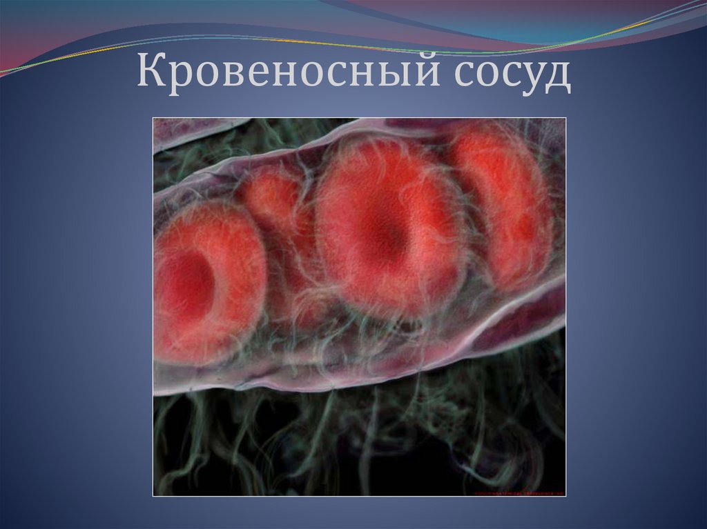 Кровеносный сосуд