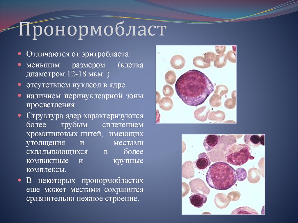 Эритробласты