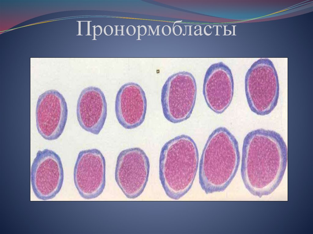 Пронормобласт