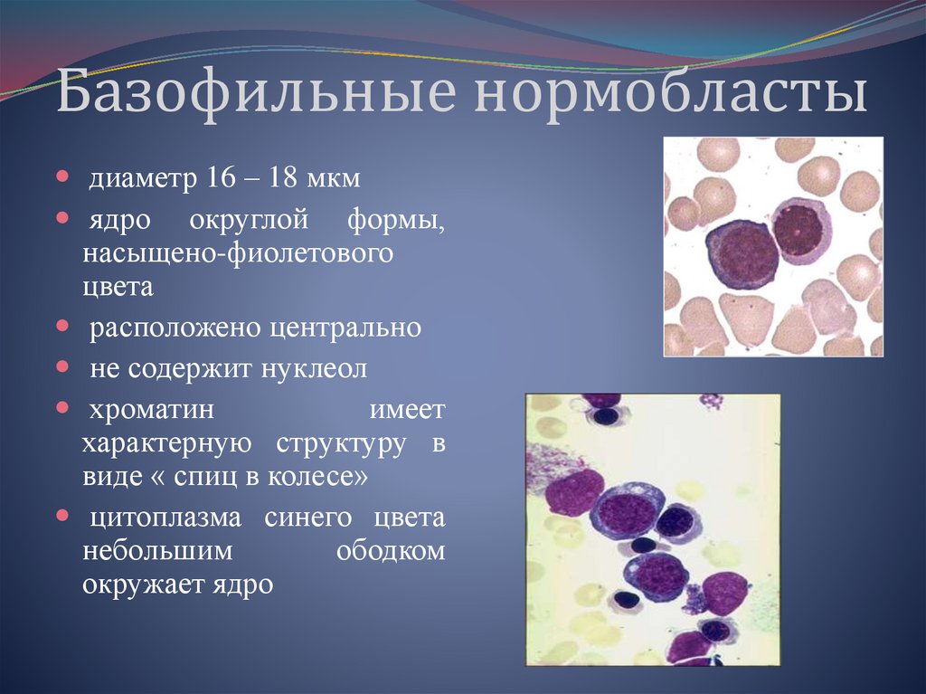 Пронормобласты