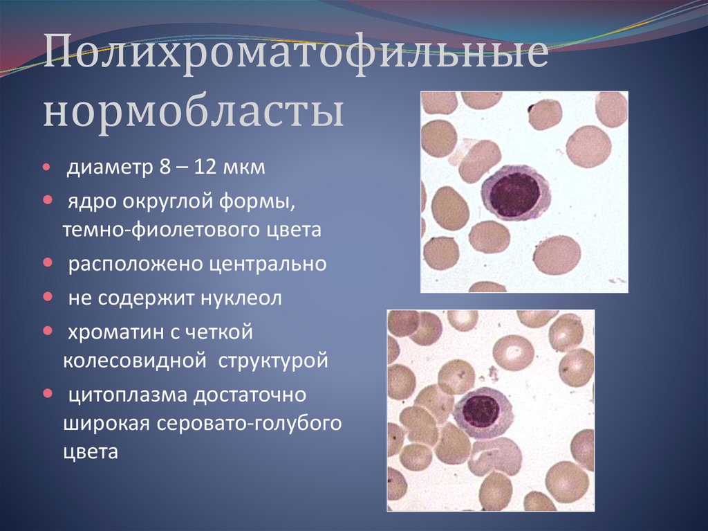 Базофильные нормобласты