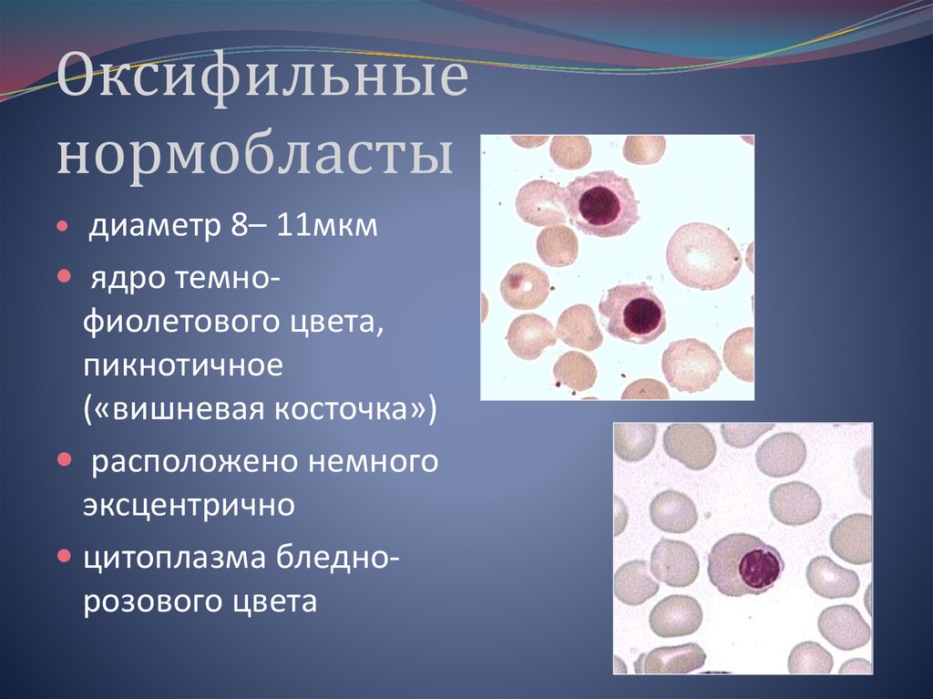 Полихроматофильные нормобласты