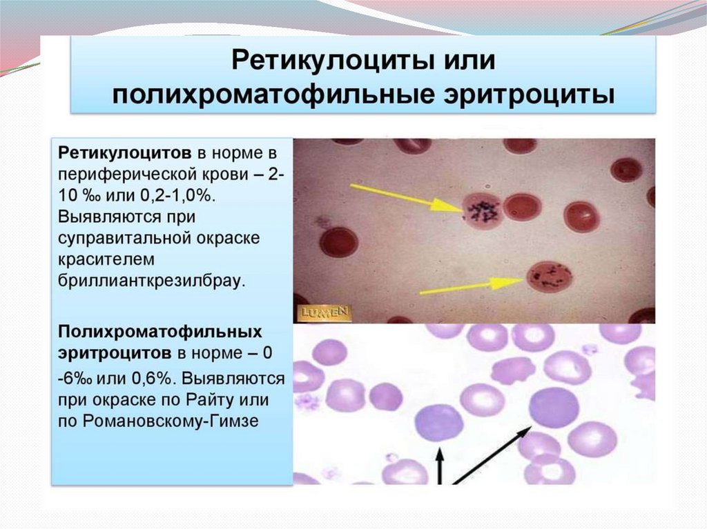 Ретикулоциты