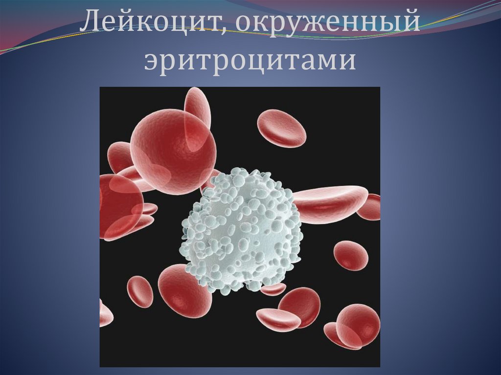 Лейкоцит, окруженный эритроцитами