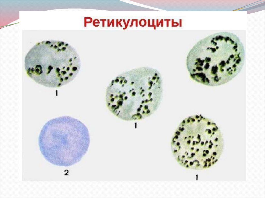 Ретикулоциты