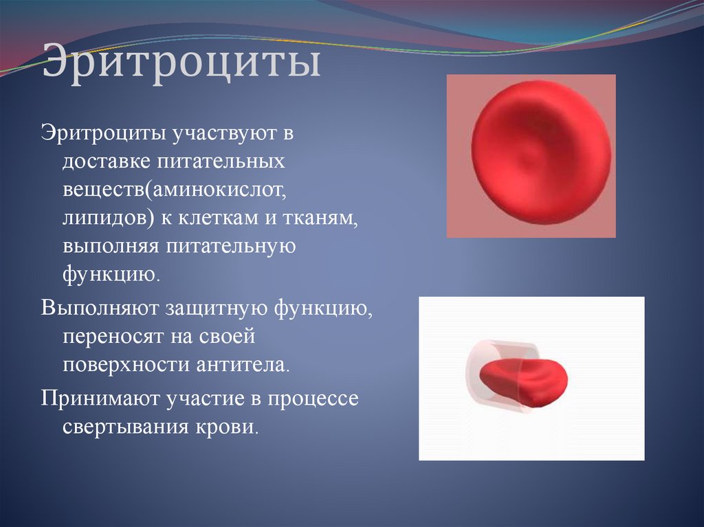 Эритроциты