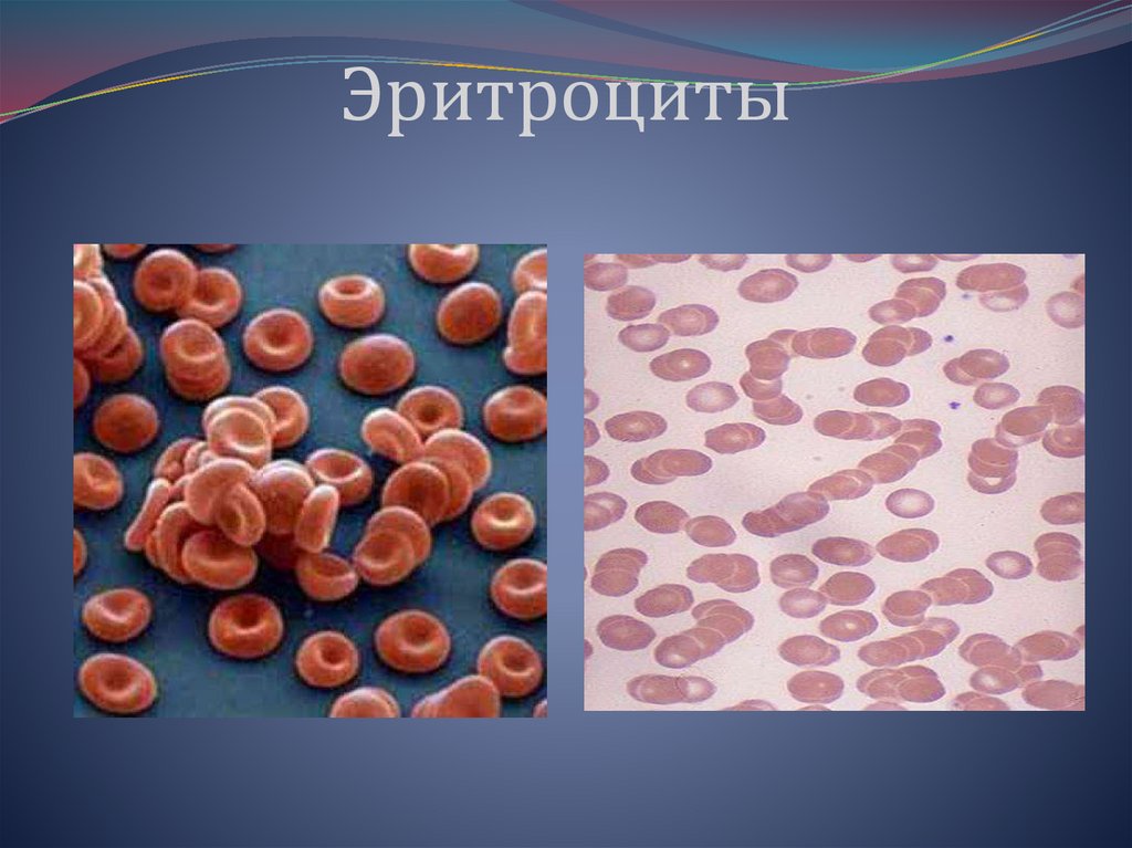 Различные виды нормобластов
