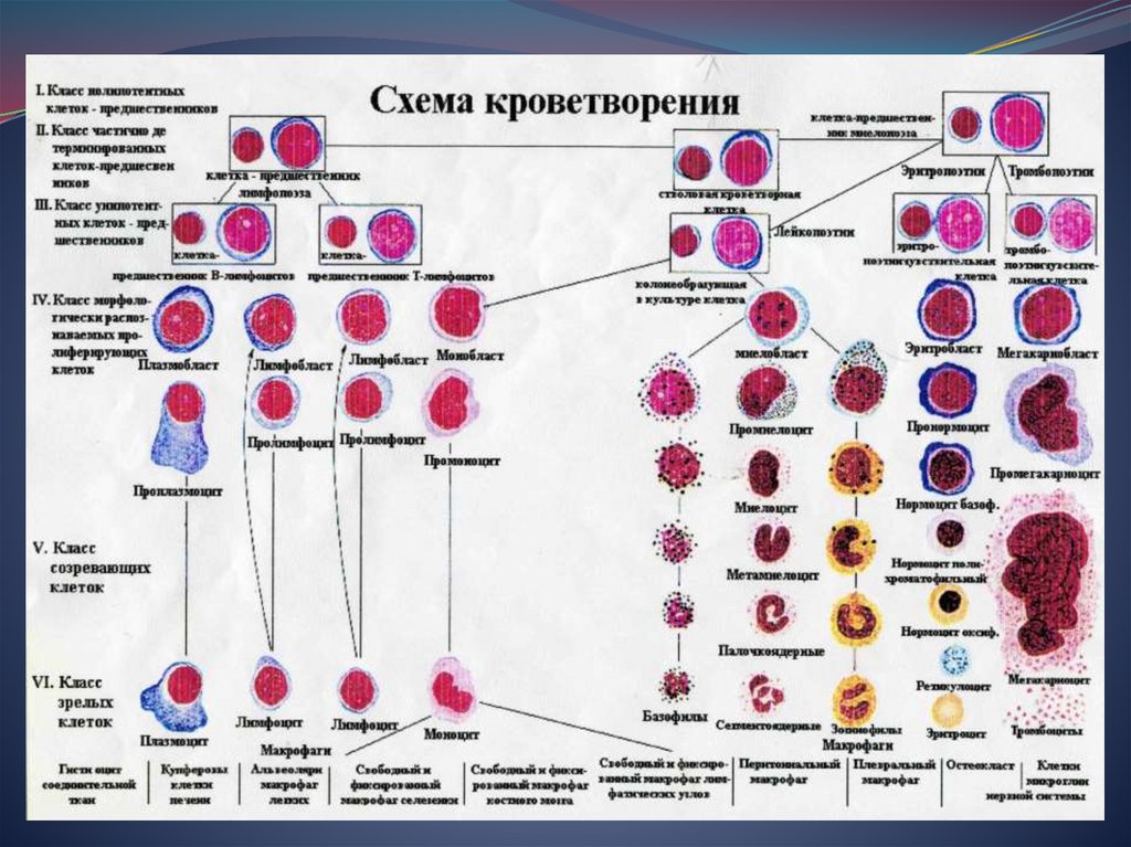 ЭРИТРОПОЭЗ