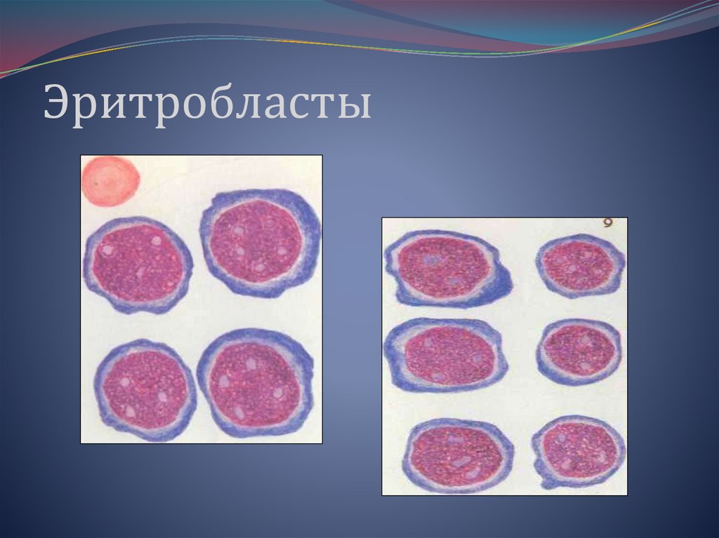 Эритробласт