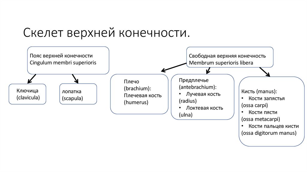 Скелет верхней конечности.