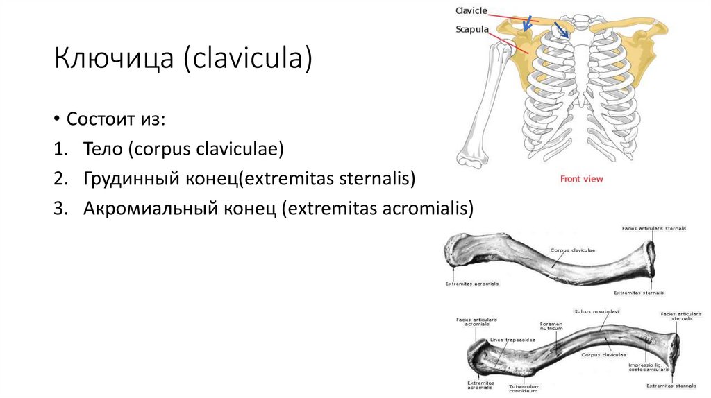 Ключица (clavicula)
