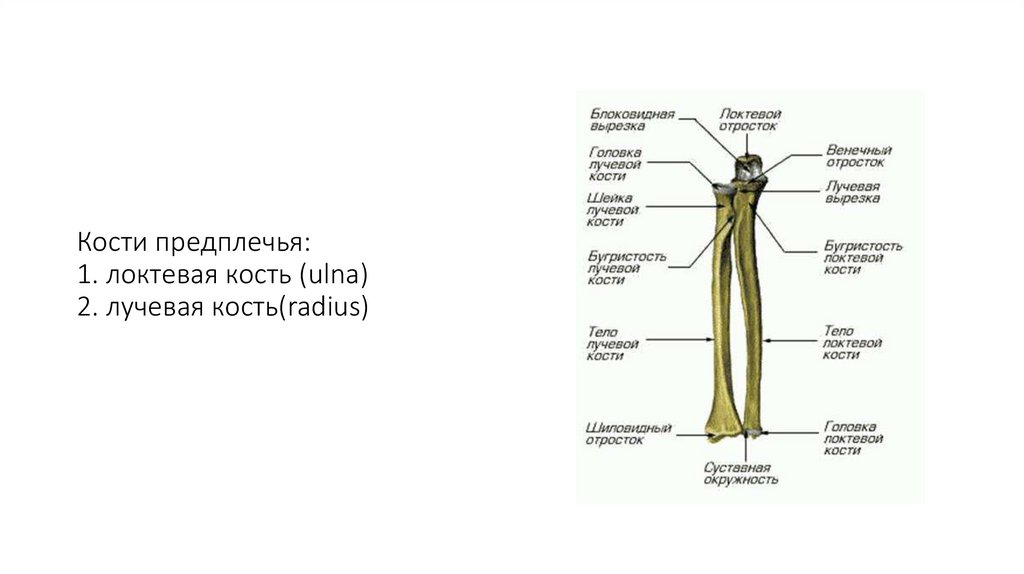 Кости предплечья: 1. локтевая кость (ulna) 2. лучевая кость(radius)