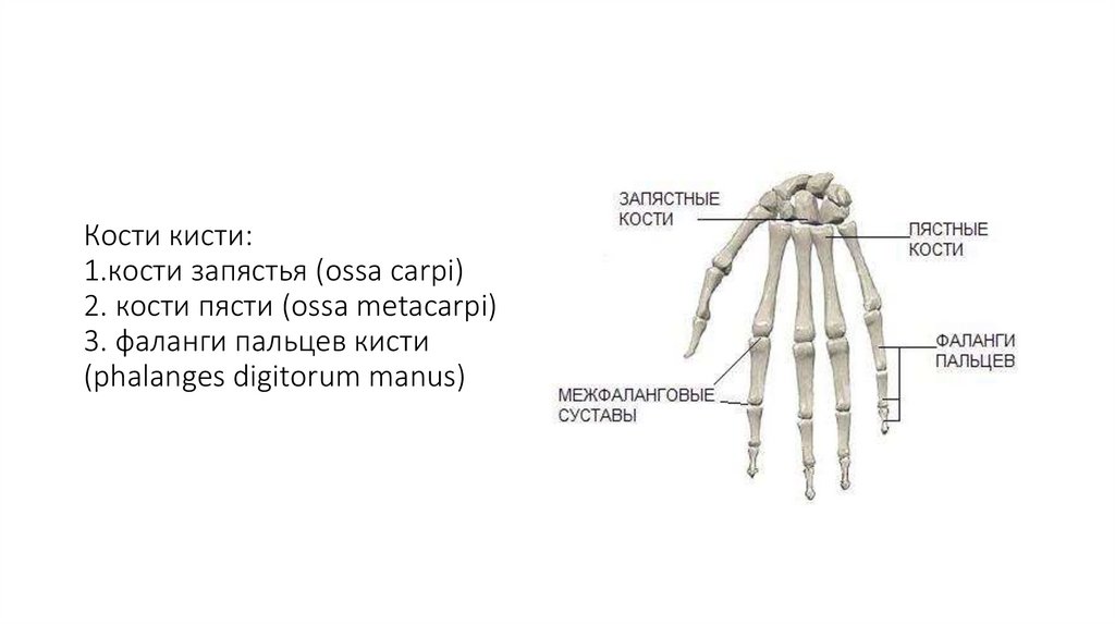 Кости кисти: 1.кости запястья (ossa carpi) 2. кости пясти (ossa metacarpi) 3. фаланги пальцев кисти (phalanges digitorum manus)