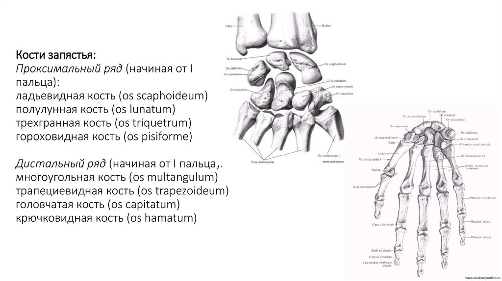 Кости запястья: Проксимальный ряд (начиная от I пальца): ладьевидная кость (os scaphoideum) полулунная кость (os lunatum)