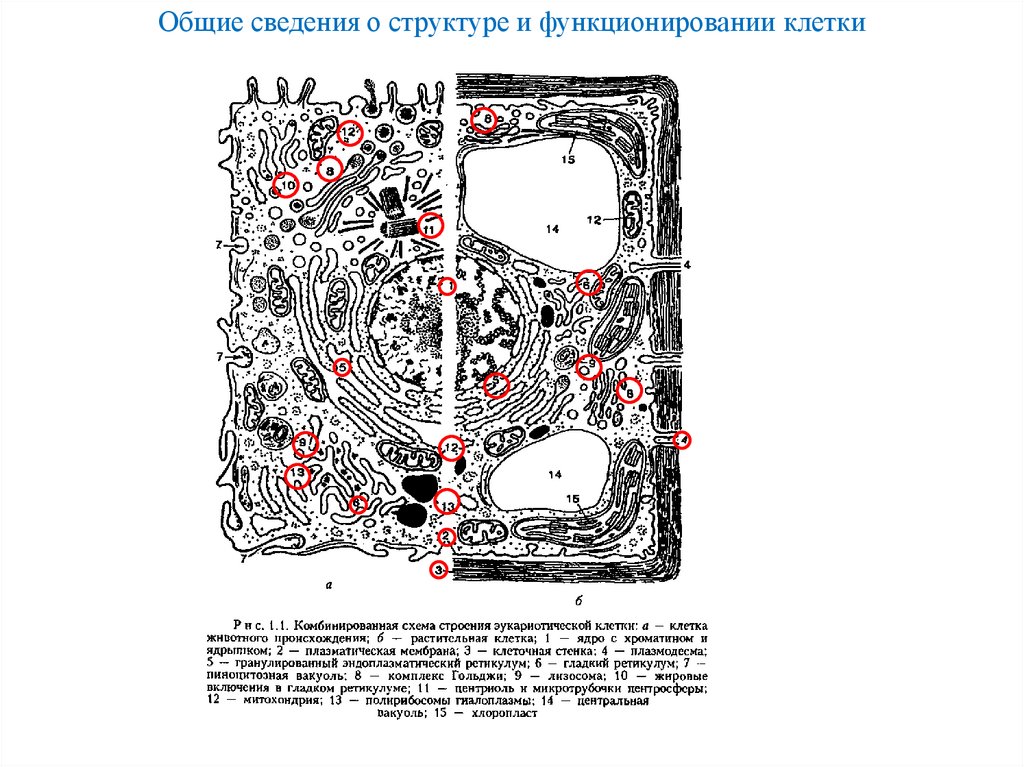 Общие сведения о структуре и функционировании клетки