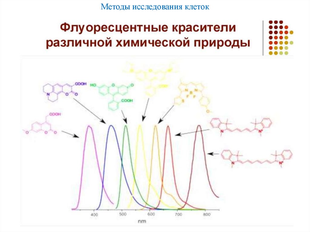 Методы исследования клеток