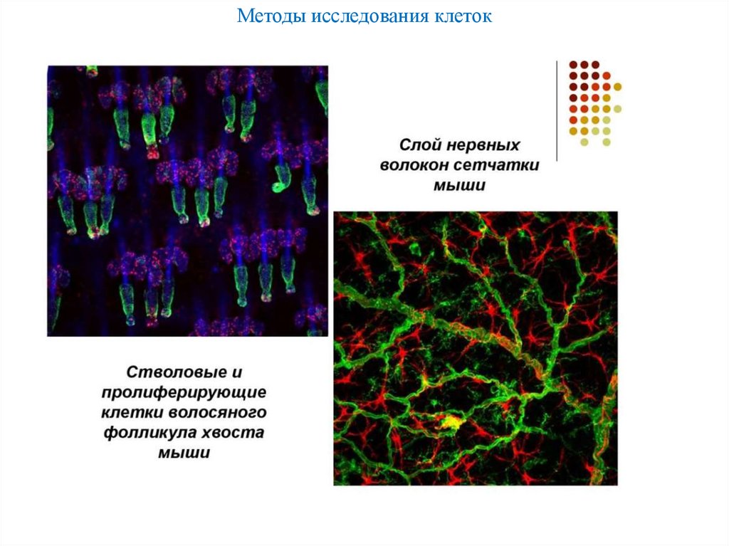 Методы исследования клеток