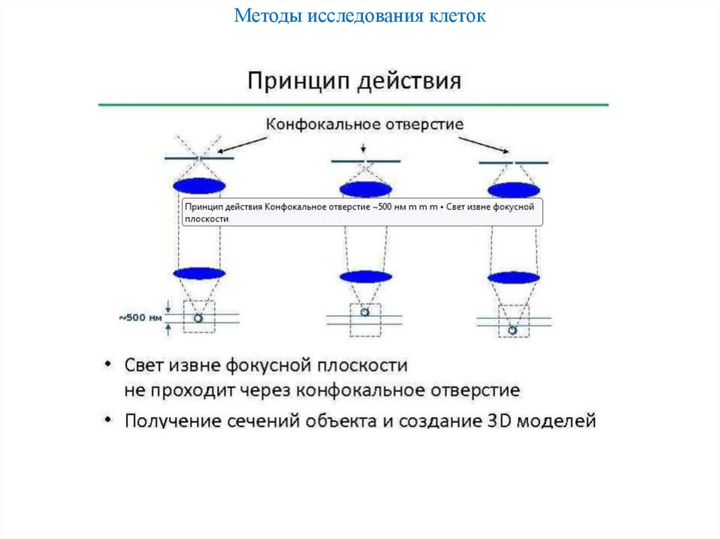 Методы исследования клеток