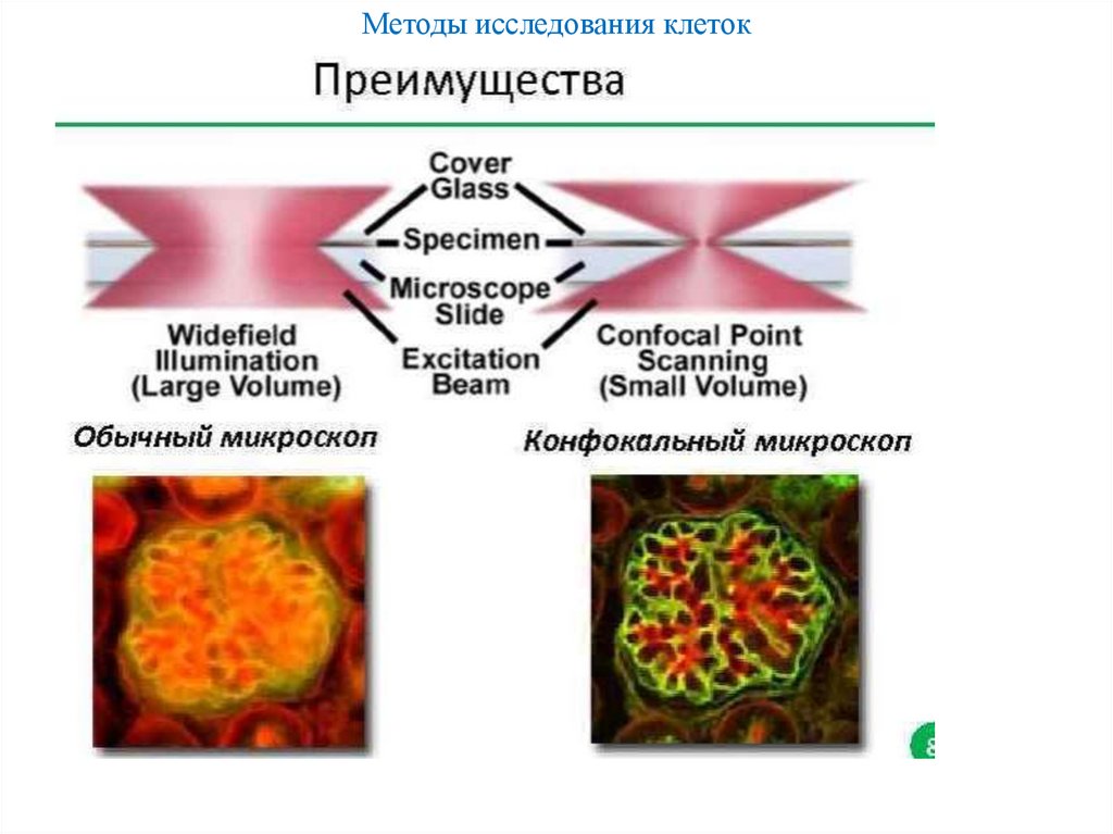 Методы исследования клеток