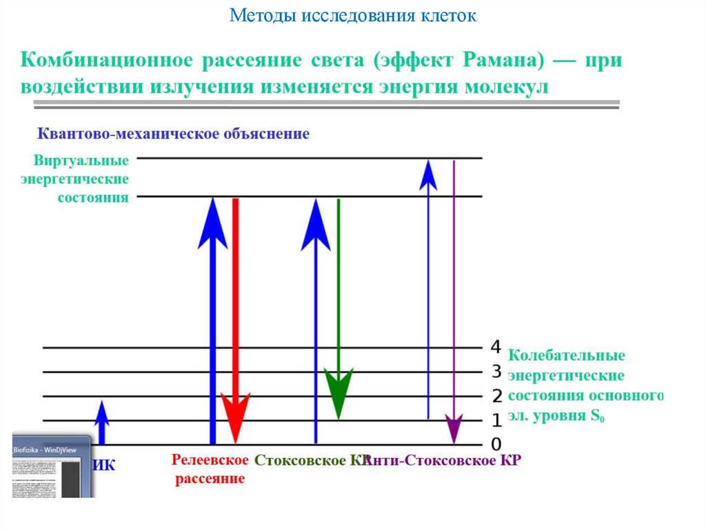 Методы исследования клеток