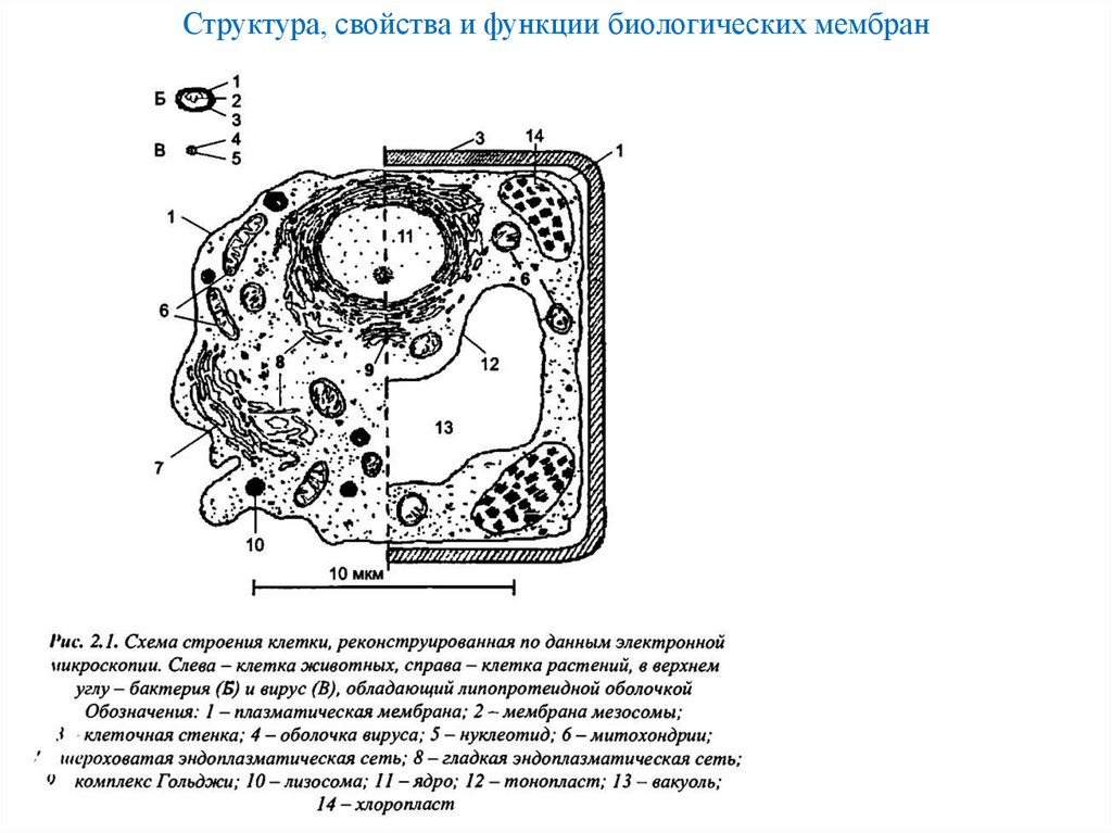 Структура, свойства и функции биологических мембран
