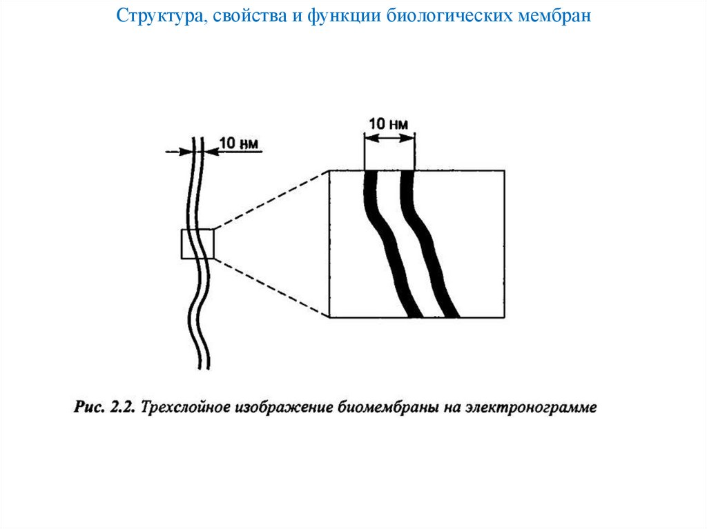 Структура, свойства и функции биологических мембран