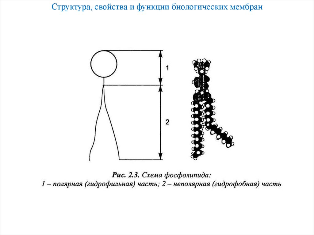 Структура, свойства и функции биологических мембран
