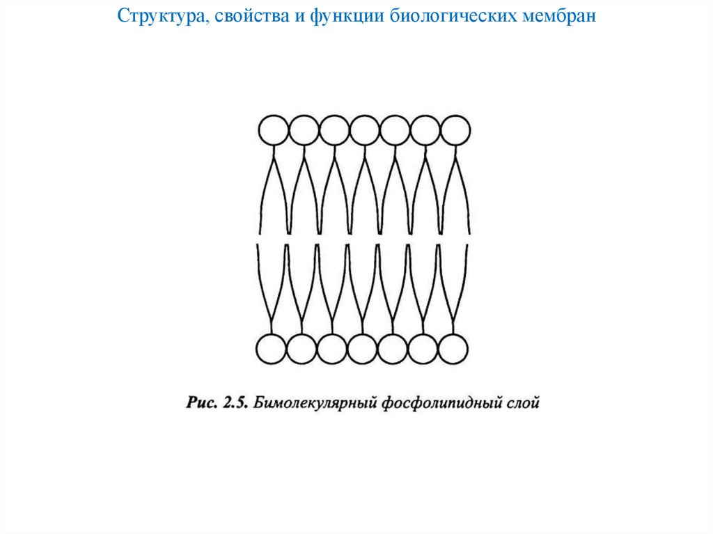 Структура, свойства и функции биологических мембран