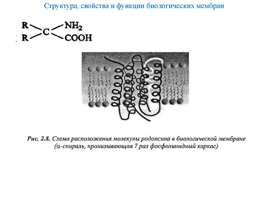 Структура, свойства и функции биологических мембран