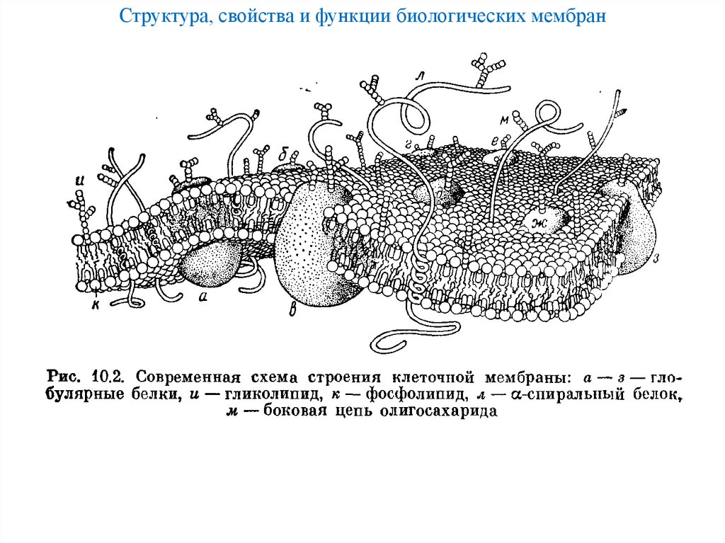 Структура, свойства и функции биологических мембран