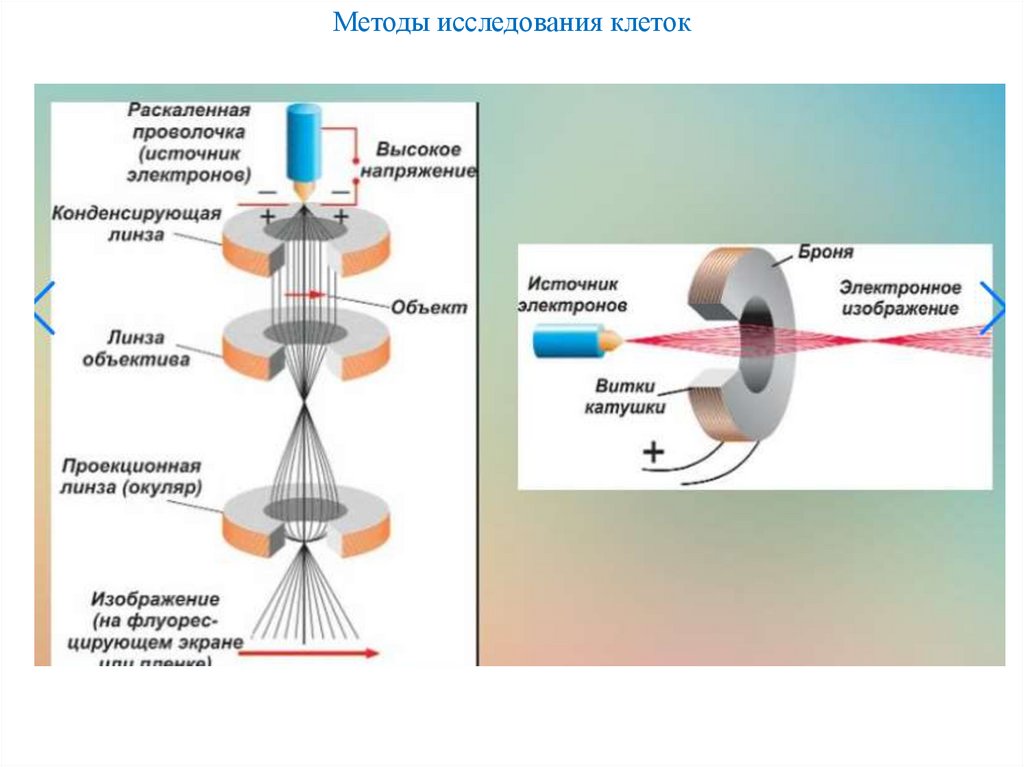 Методы исследования клеток