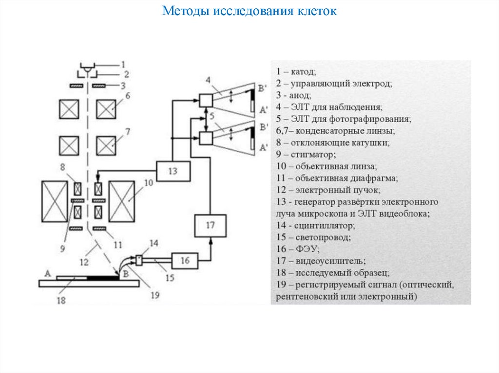 Методы исследования клеток