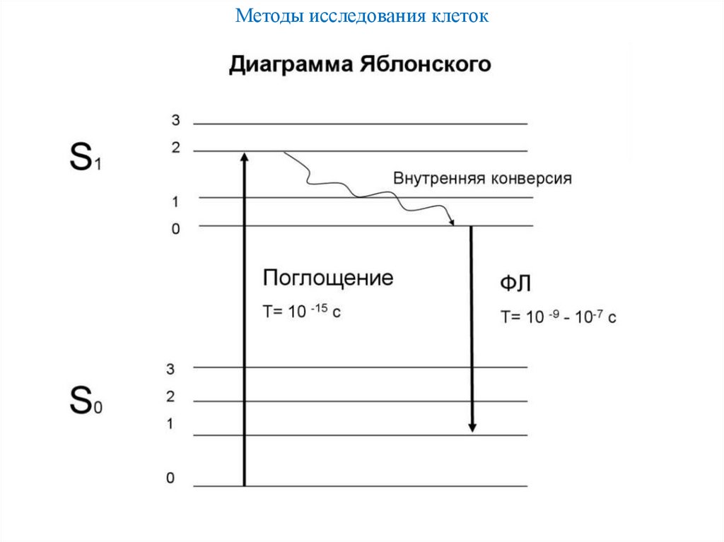 Методы исследования клеток