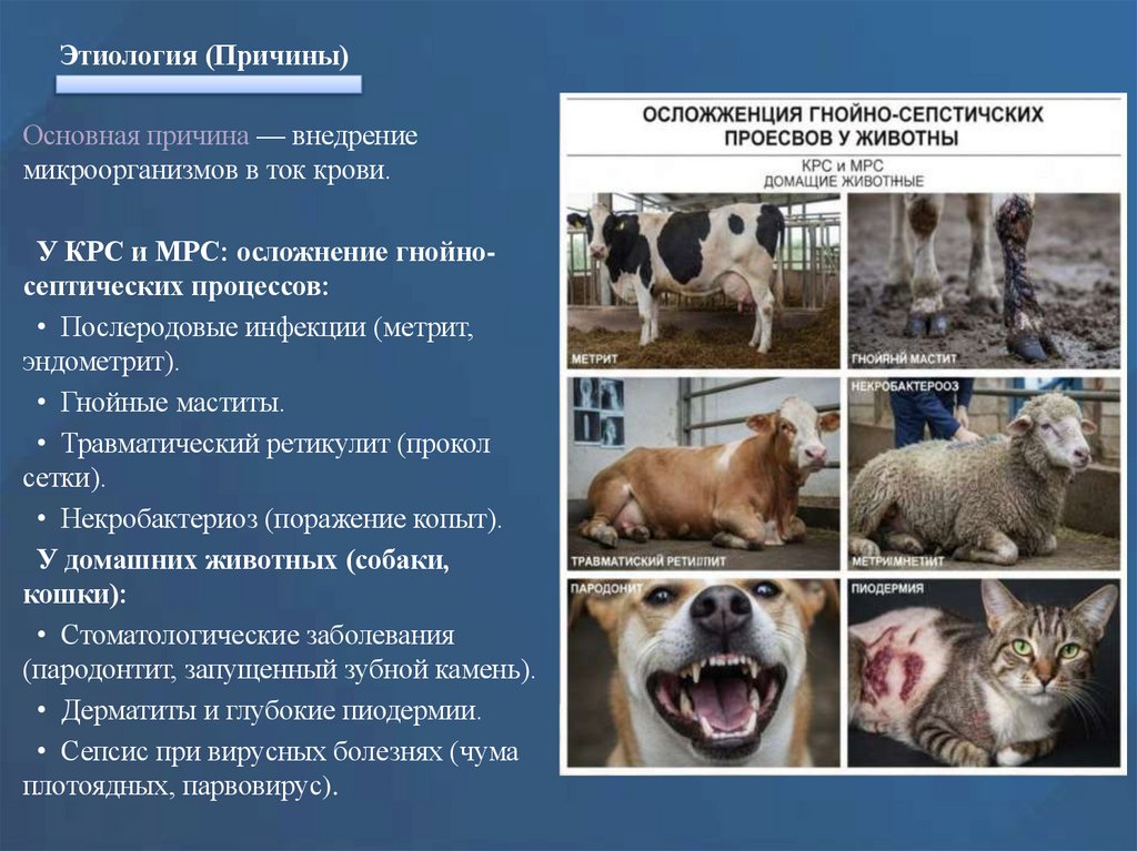 Этиология (Причины)