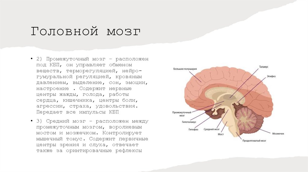 Головной мозг