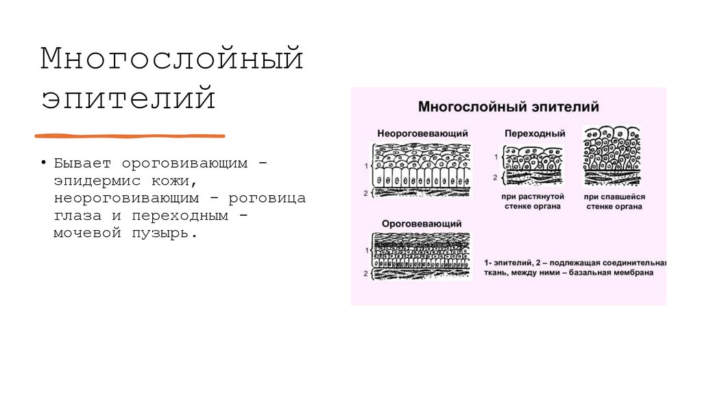 Многослойный эпителий