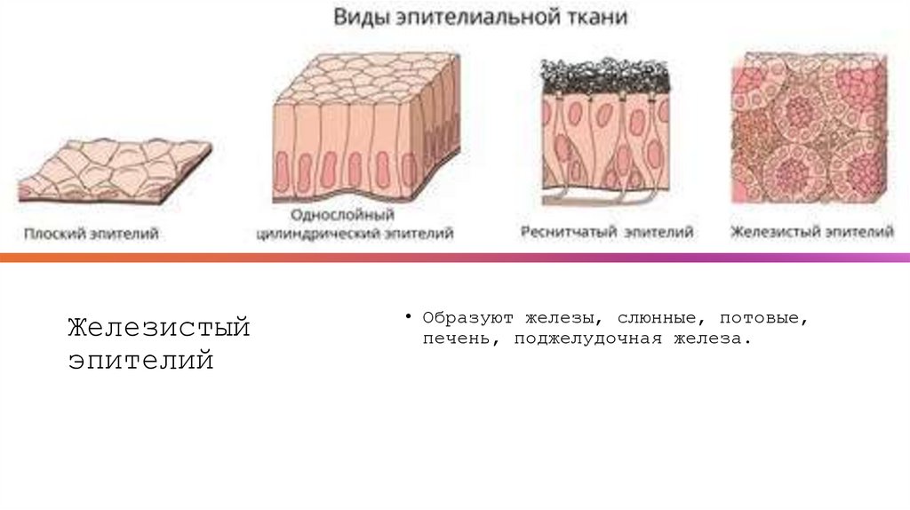 Железистый эпителий