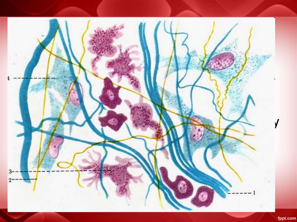Рыхлая волокнистая соединительная ткань