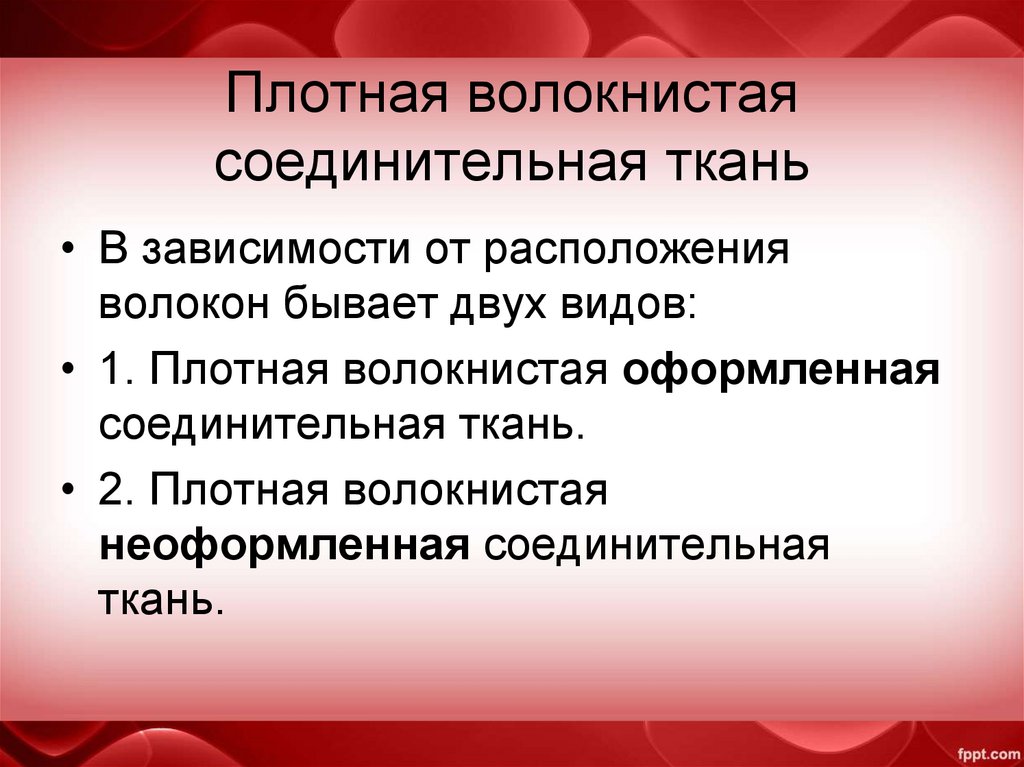 Плотная волокнистая соединительная ткань
